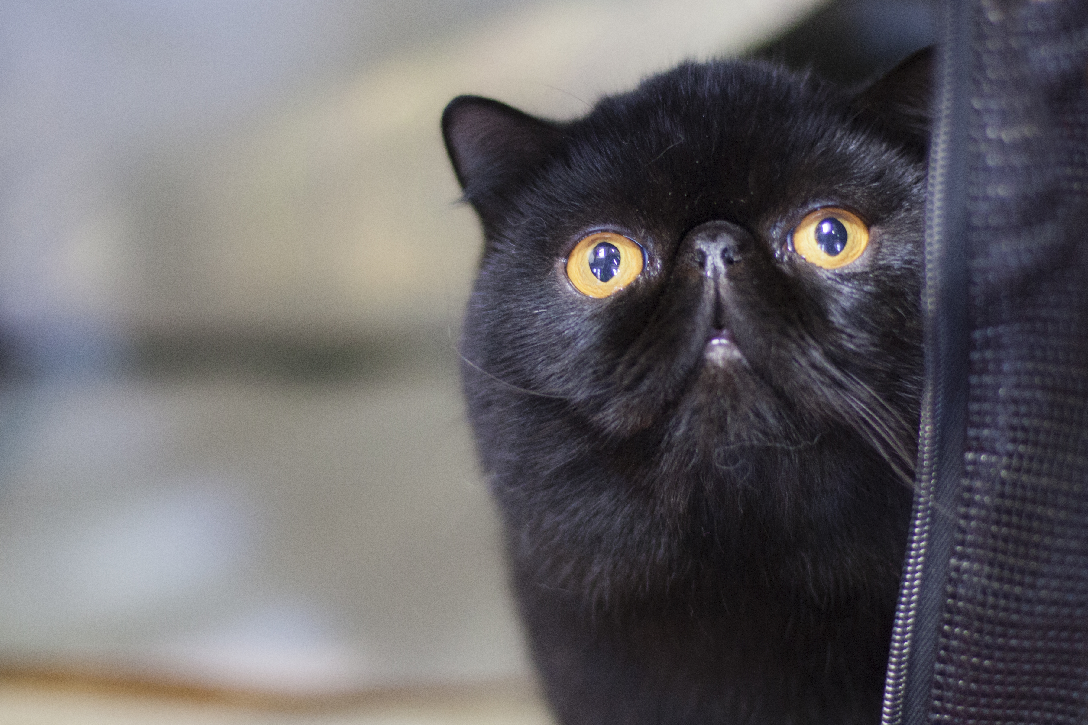 今日我最靚﹗帶你認識貓界的選美大賽