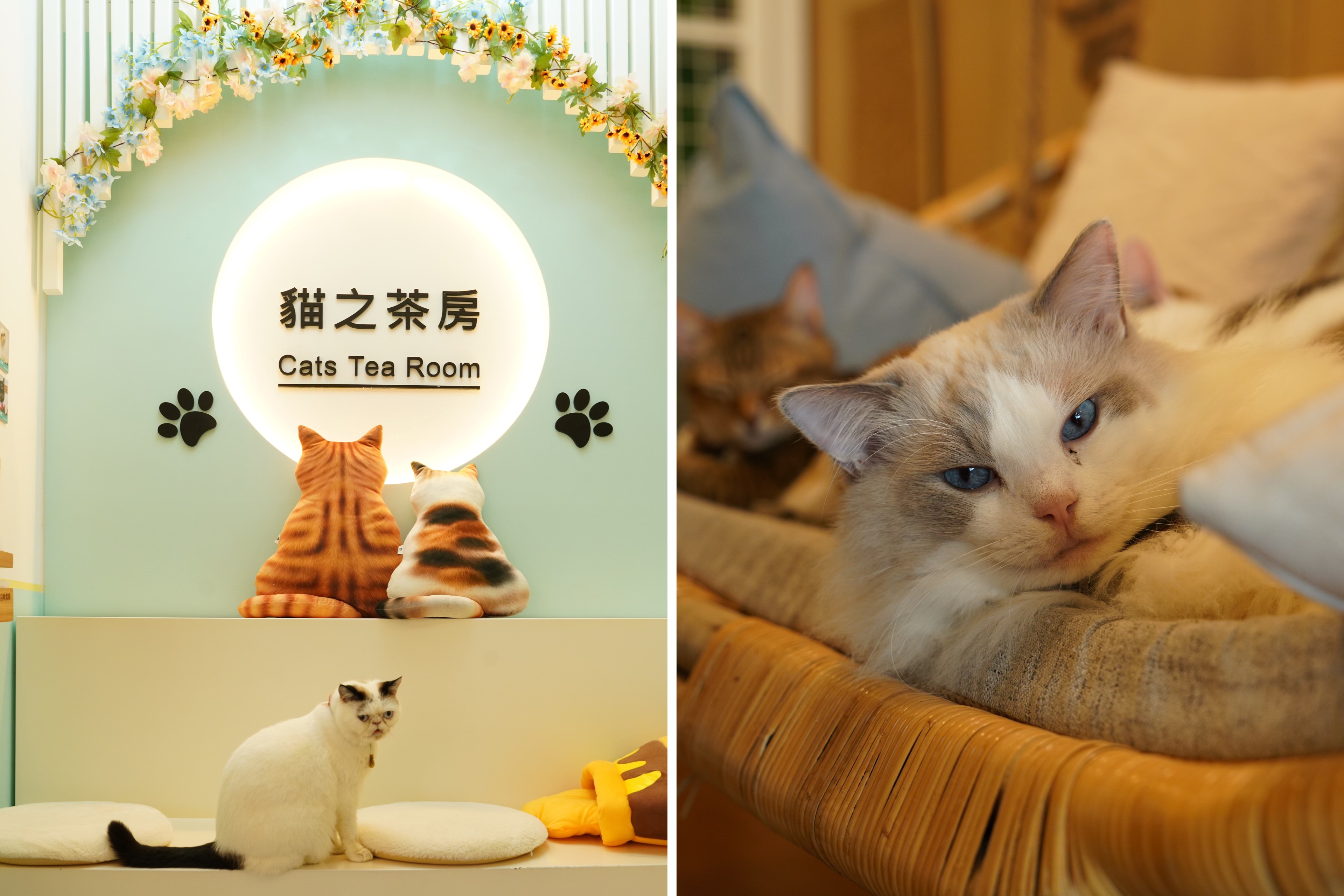 親親喵星人！盤點旺角特色貓 cafe (下)