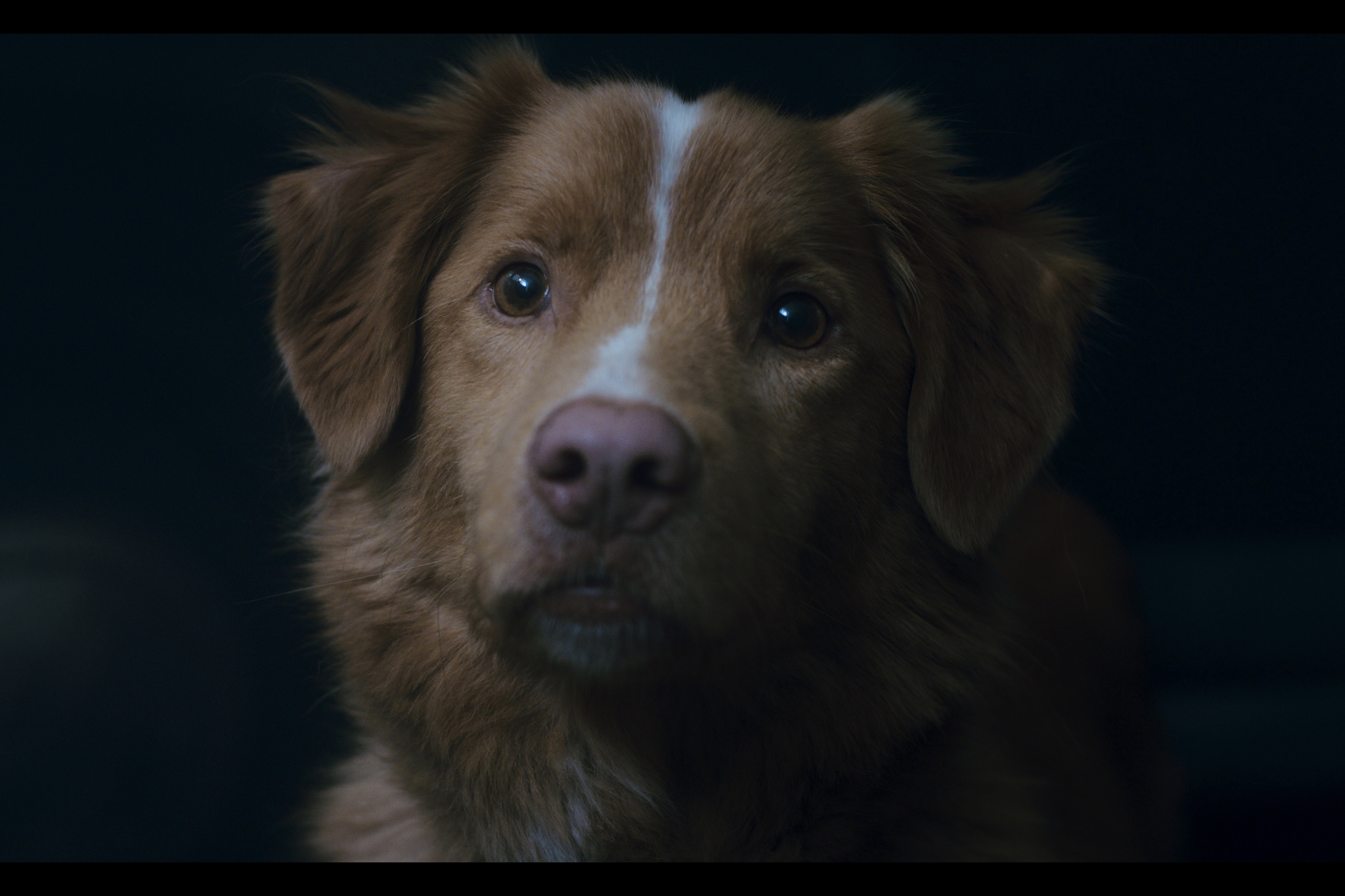 歷時 3 年製作，首部以狗狗視角拍攝的驚慄片 —《夜汪汪‧心慌慌》